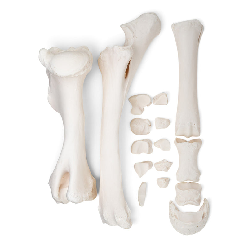 Real Horse Forelimb - Disarticulated
