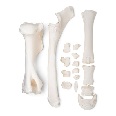 Real Horse Forelimb - Disarticulated
