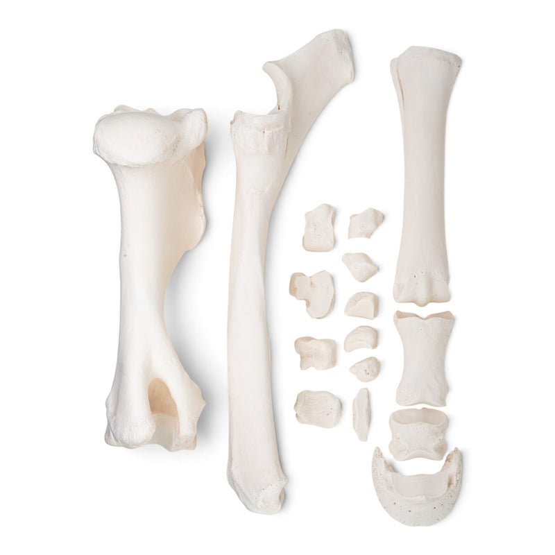 Real Horse Forelimb - Disarticulated