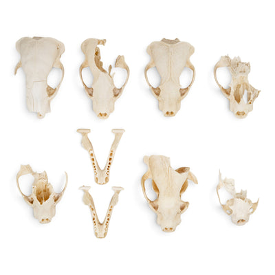 Real Bag-O-Badger Skulls