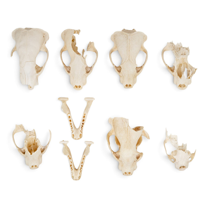 Real Bag-O-Badger Skulls