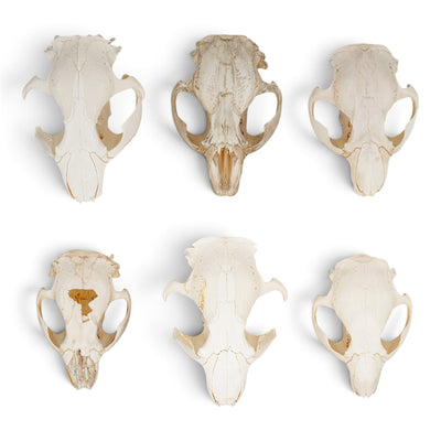 Real Bag-O-Beaver Skulls