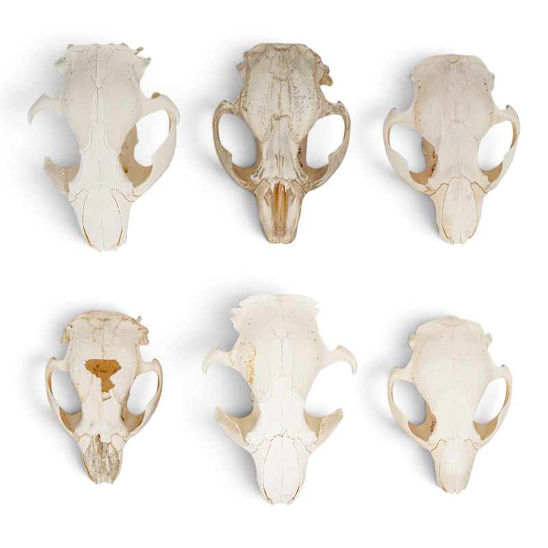 Real Bag-O-Beaver Skulls