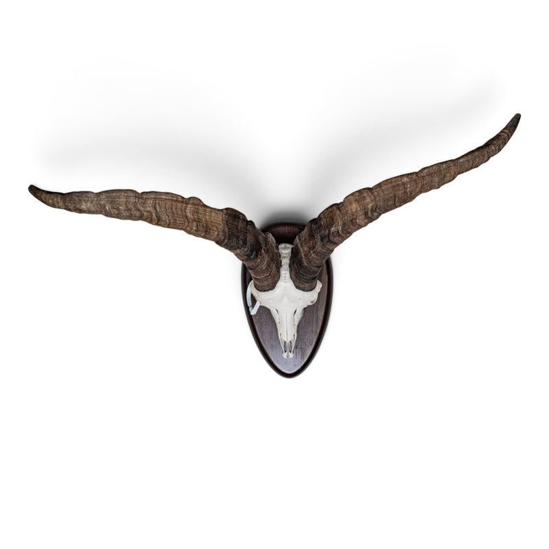 Real Beceite Spanish Ibex Skull