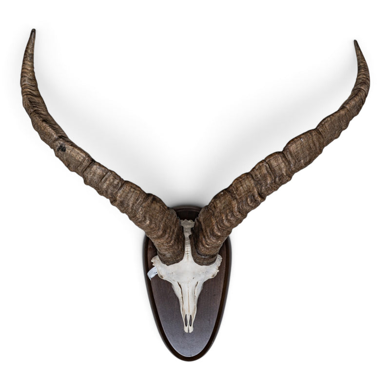Real Beceite Spanish Ibex Skull