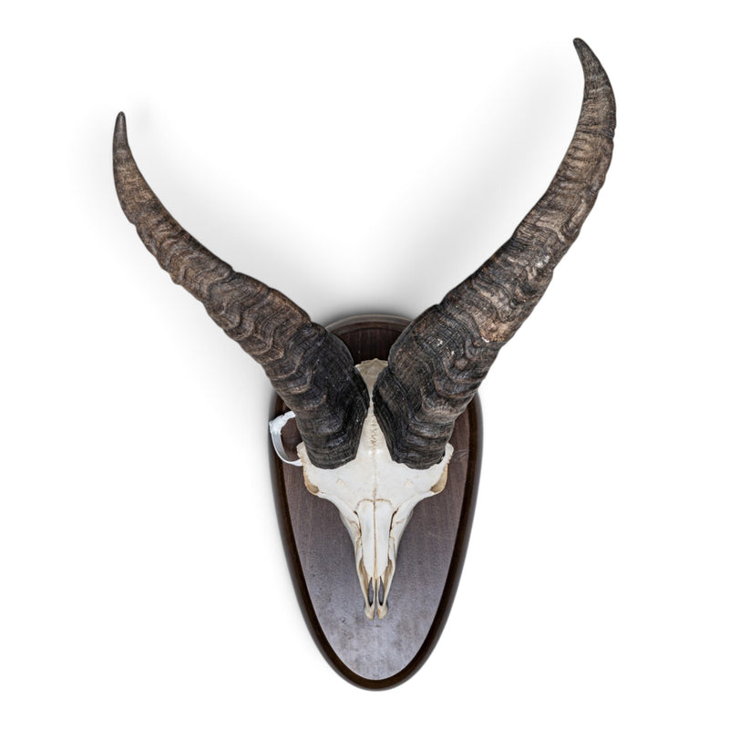 Real Gredos Spanish Ibex Skull