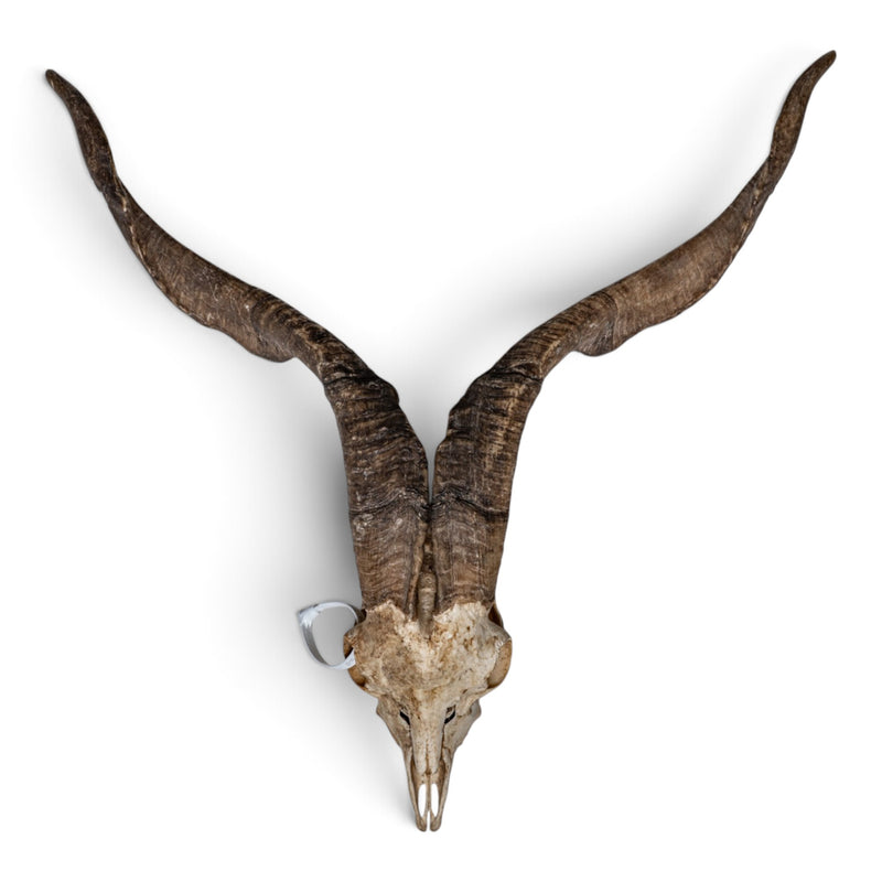 Real Spanish Goat Skull
