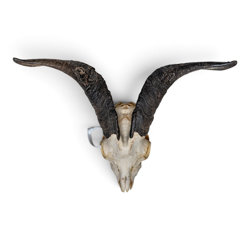 Real Domestic Goat Skull