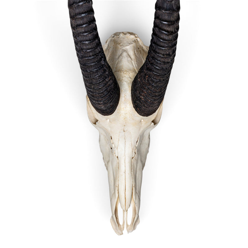 Real Sable Antelope Skull