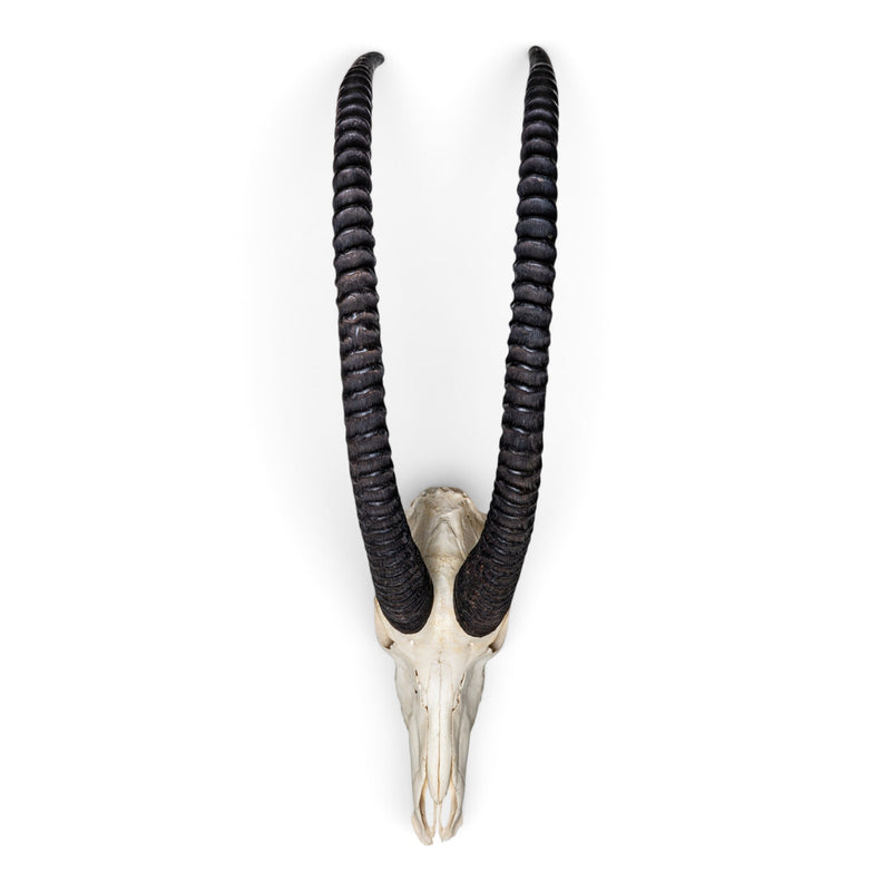 Real Sable Antelope Skull