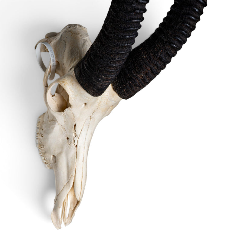 Real Sable Antelope Skull