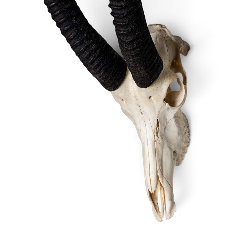 Real Sable Antelope Skull