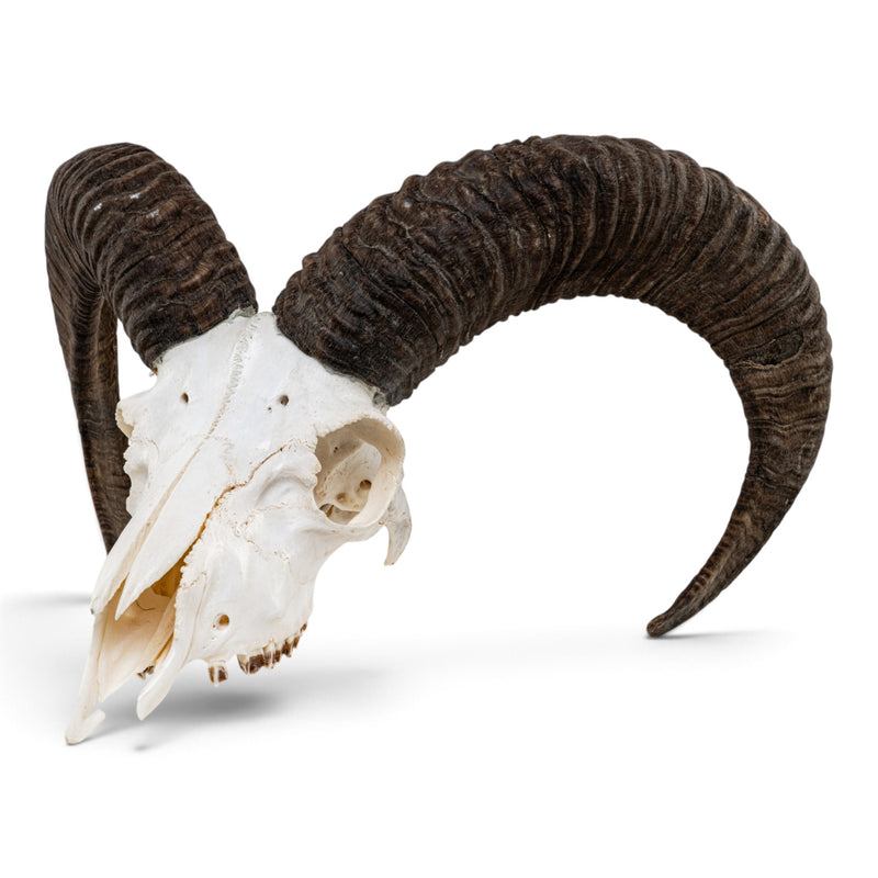 Real Mouflon Sheep Skull