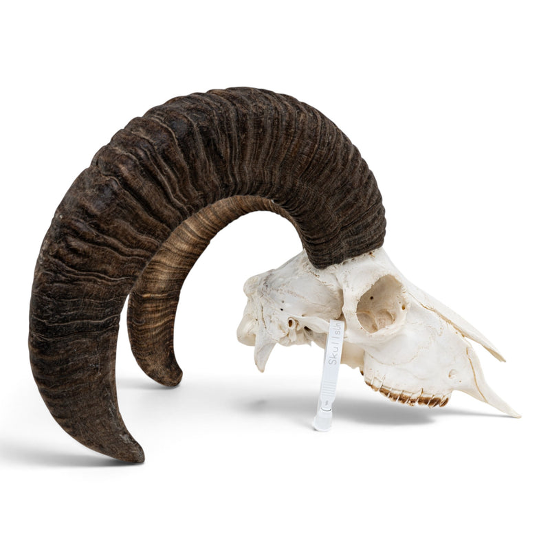 Real Mouflon Sheep Skull