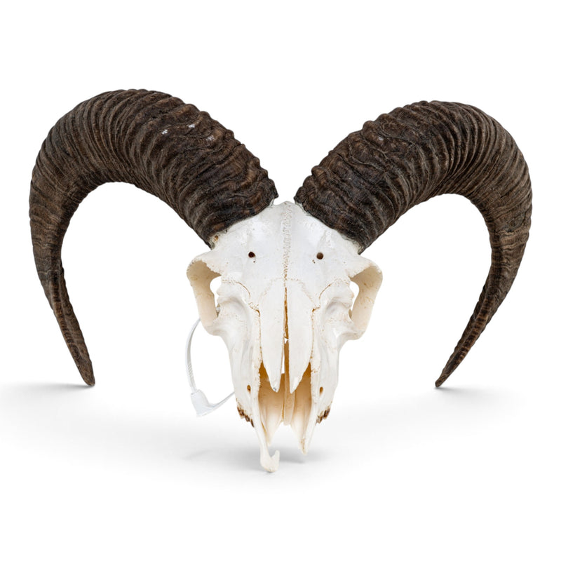 Real Mouflon Sheep Skull