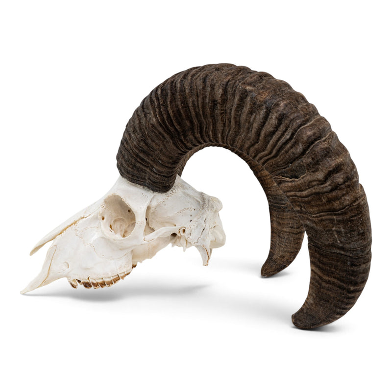 Real Mouflon Sheep Skull