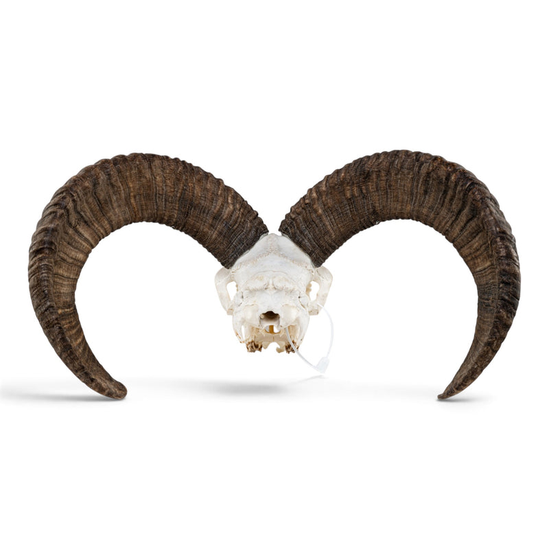 Real Mouflon Sheep Skull