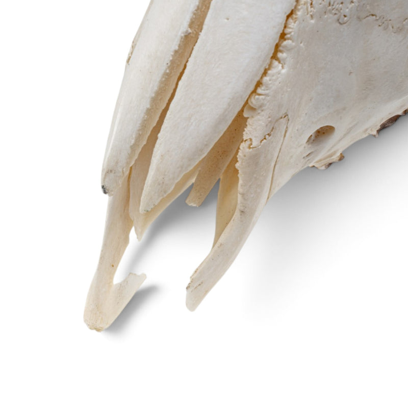 Real Mouflon Sheep Skull