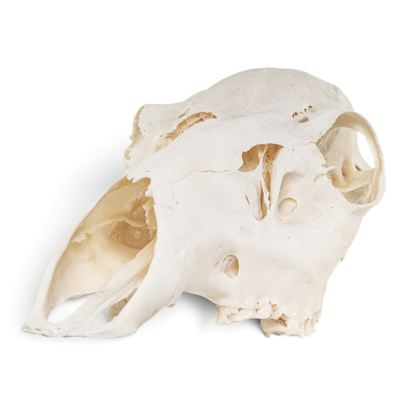 Real Red Deer Skull - Female