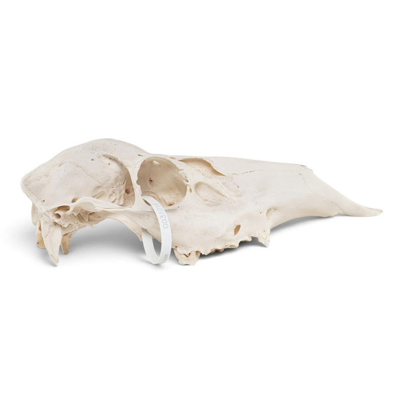 Real Red Deer Skull - Female
