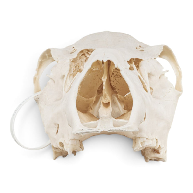 Real Red Deer Skull - Female