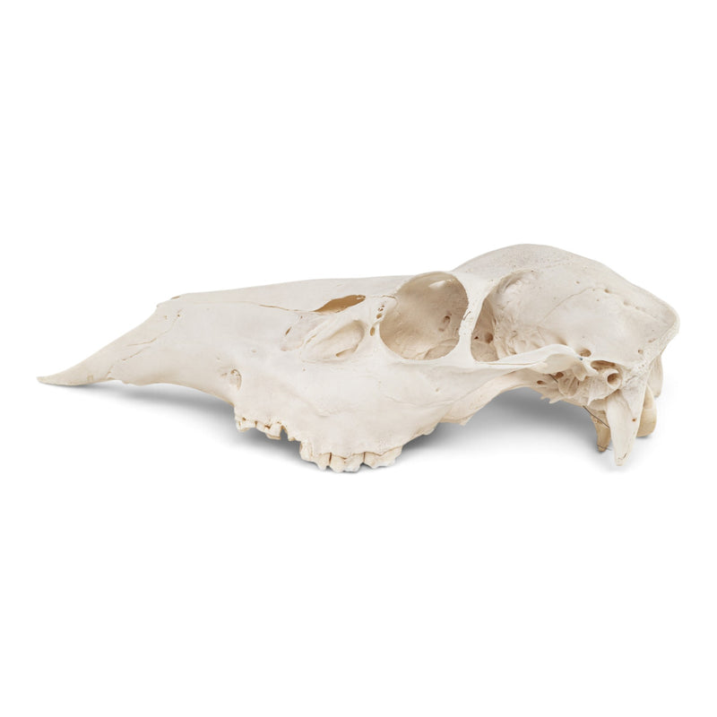 Real Red Deer Skull - Female