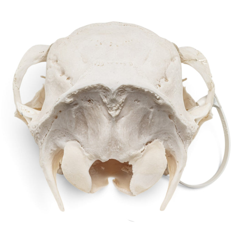 Real Red Deer Skull - Female