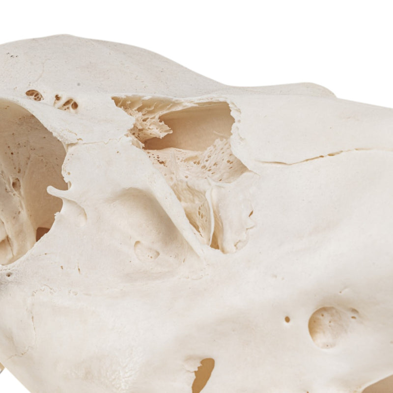 Real Red Deer Skull - Female