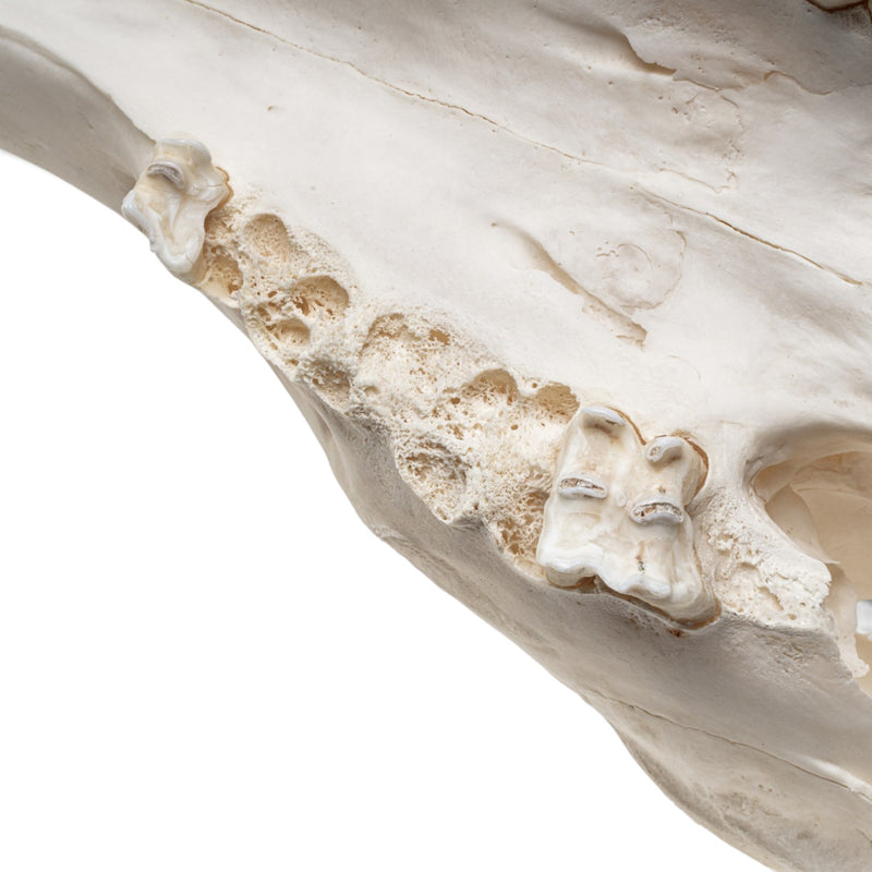 Real Red Deer Skull - Female