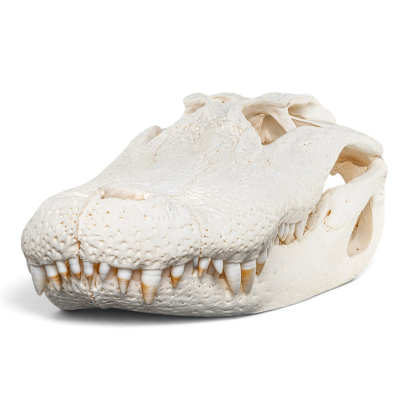 Real American Alligator Skull