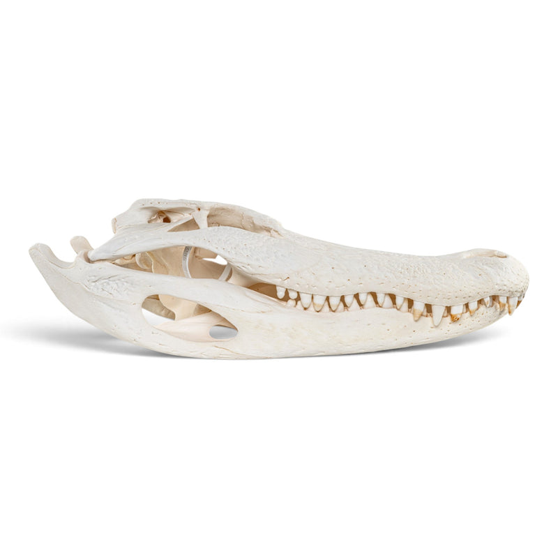Real American Alligator Skull