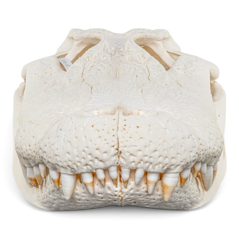 Real American Alligator Skull