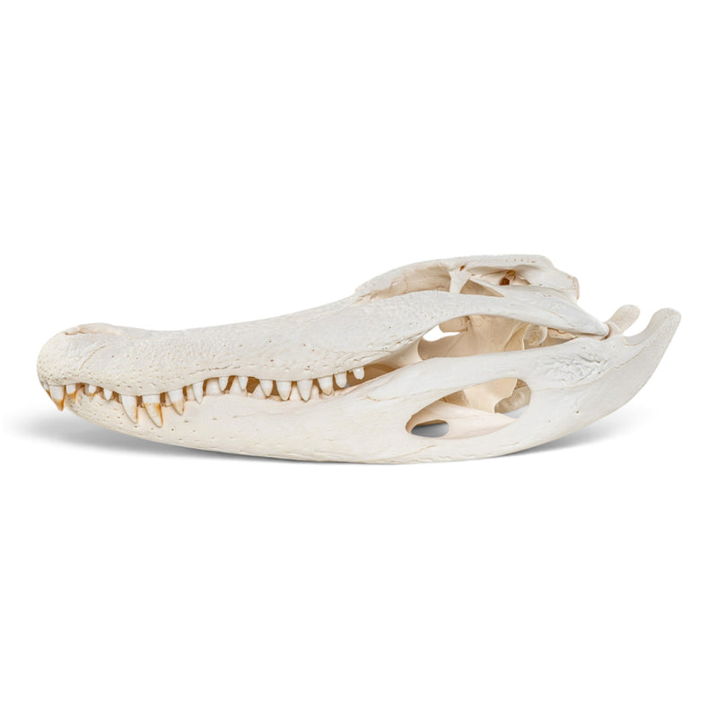 Real American Alligator Skull