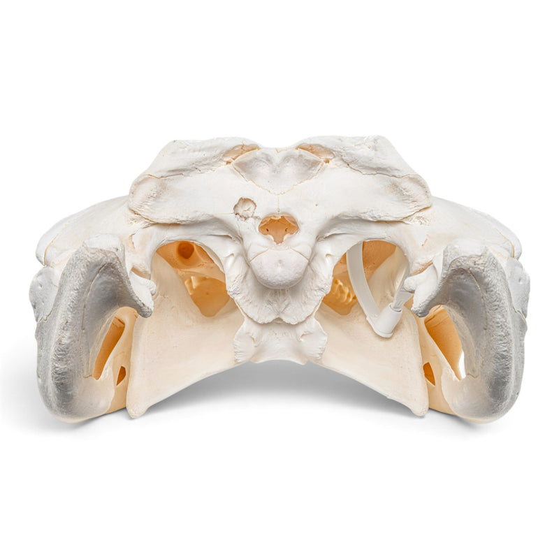 Real American Alligator Skull
