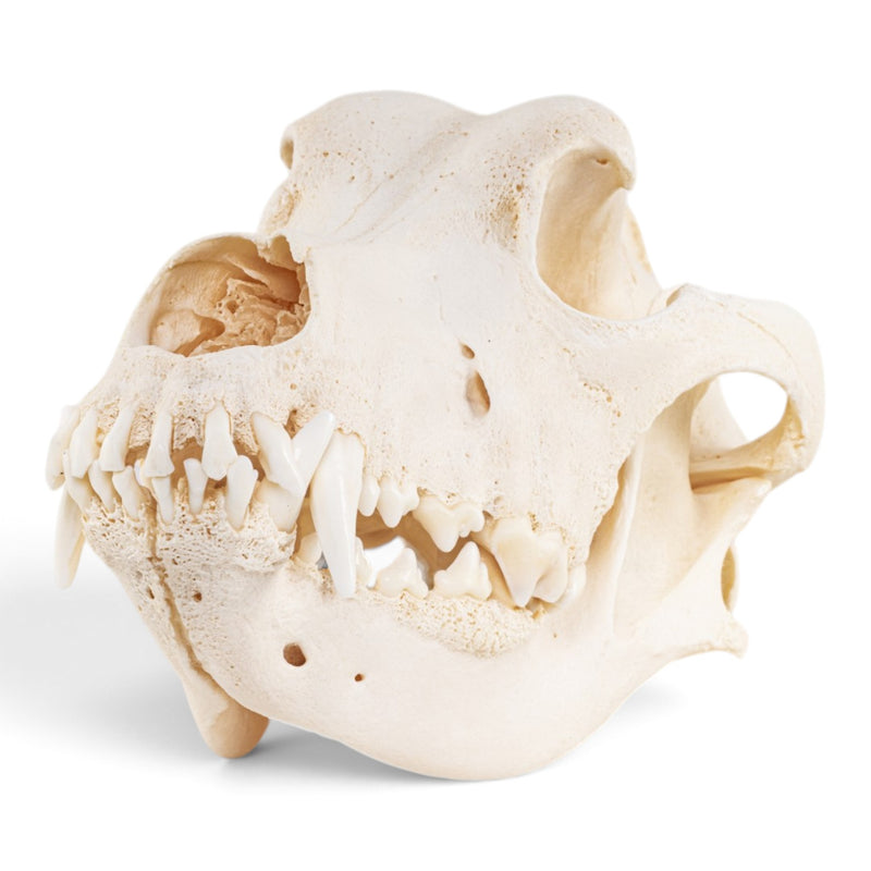 Real Domestic Dog - Great Dane Skull