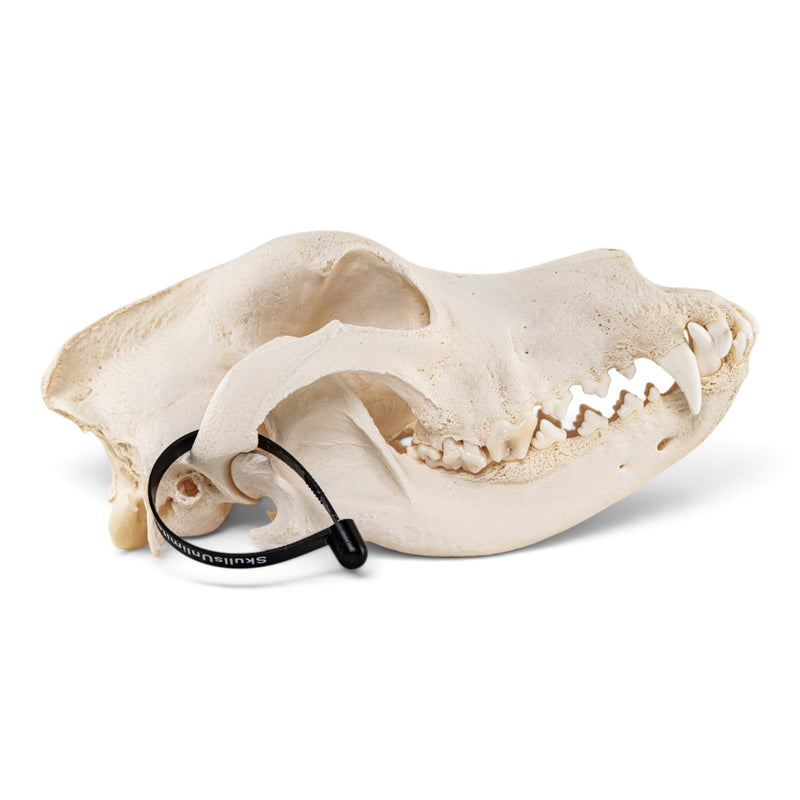 Real Domestic Dog - Great Dane Skull