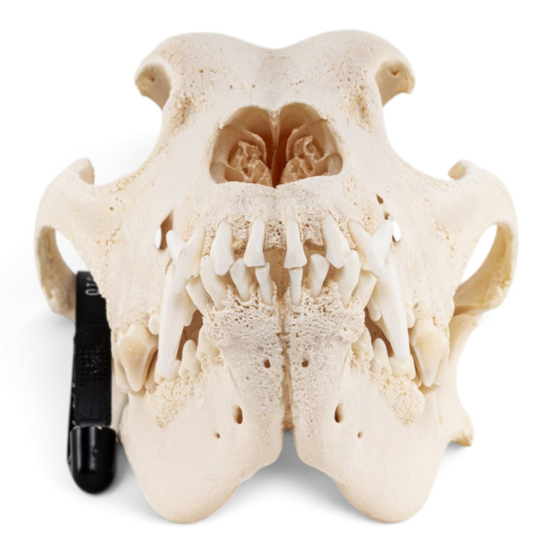 Real Domestic Dog - Great Dane Skull
