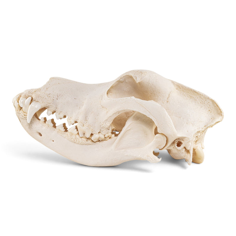 Real Domestic Dog - Great Dane Skull