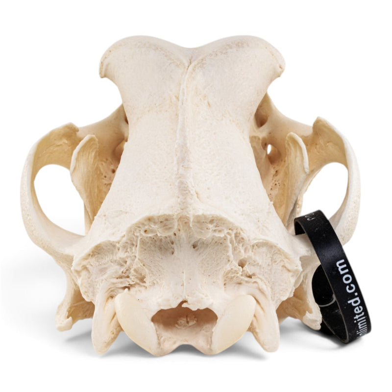 Real Domestic Dog - Great Dane Skull