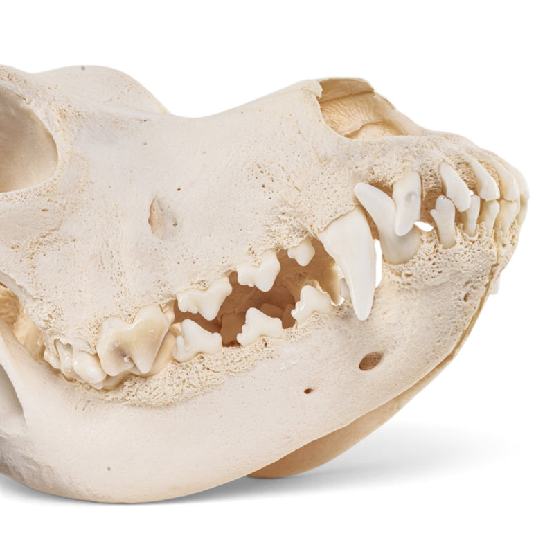 Real Domestic Dog - Great Dane Skull