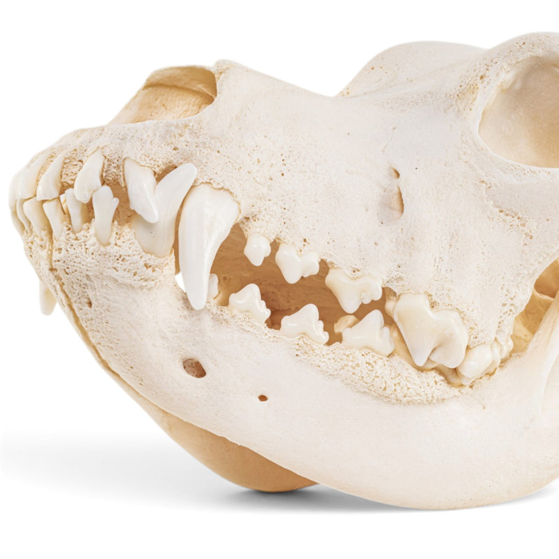 Real Domestic Dog - Great Dane Skull