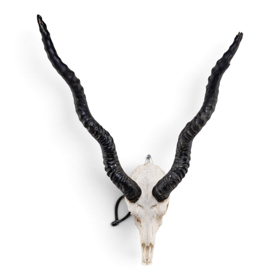 Real Blackbuck Skull