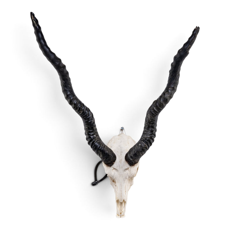 Real Blackbuck Skull
