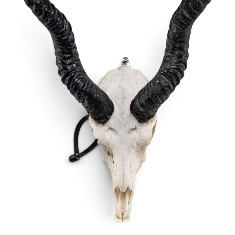 Real Blackbuck Skull