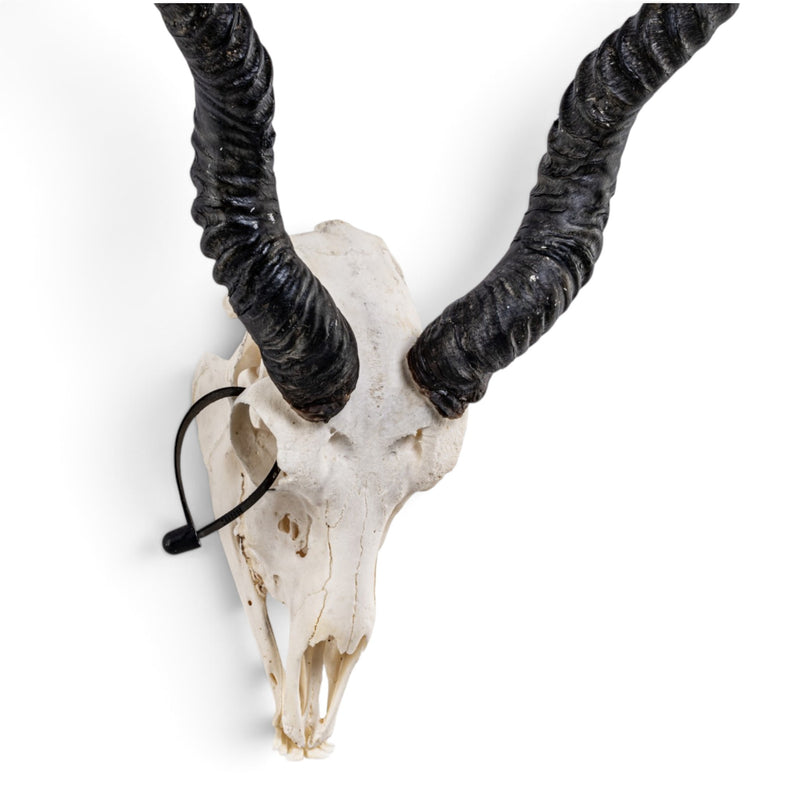 Real Blackbuck Skull