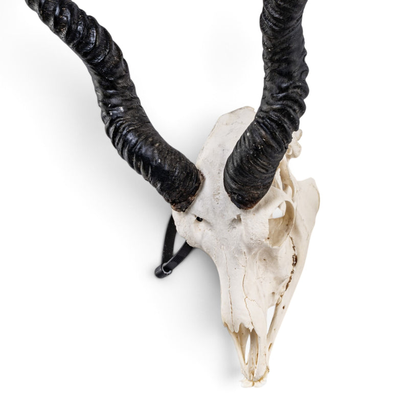 Real Blackbuck Skull