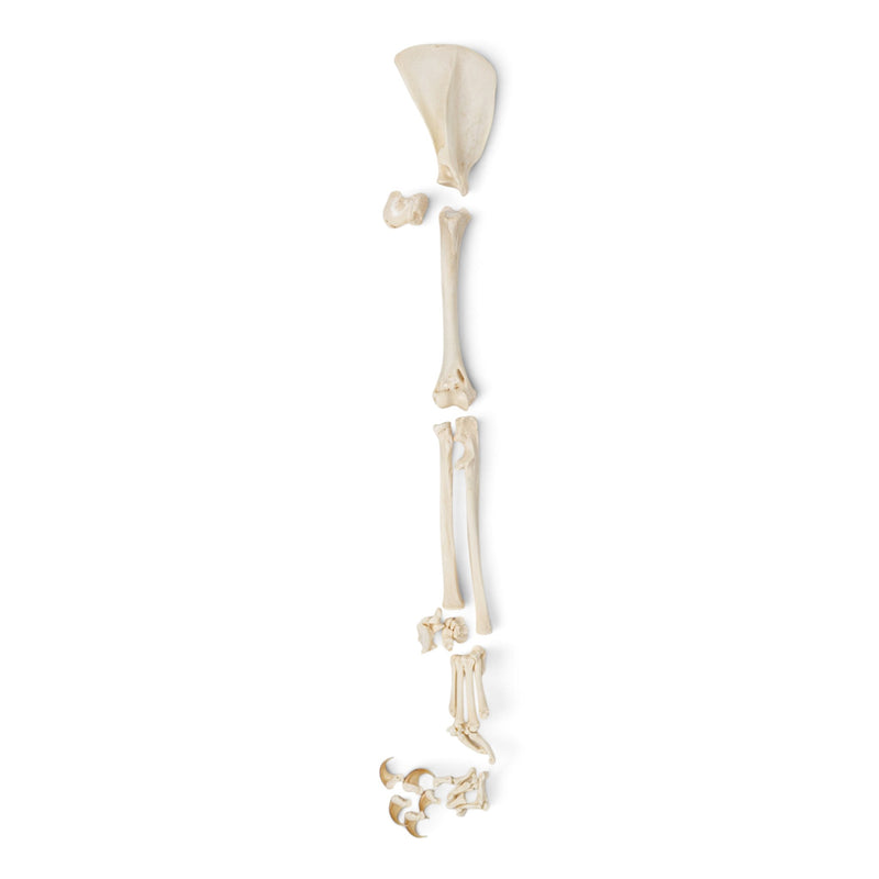 Real Domestic Cat Forelimb - Adolescent - Disarticulated