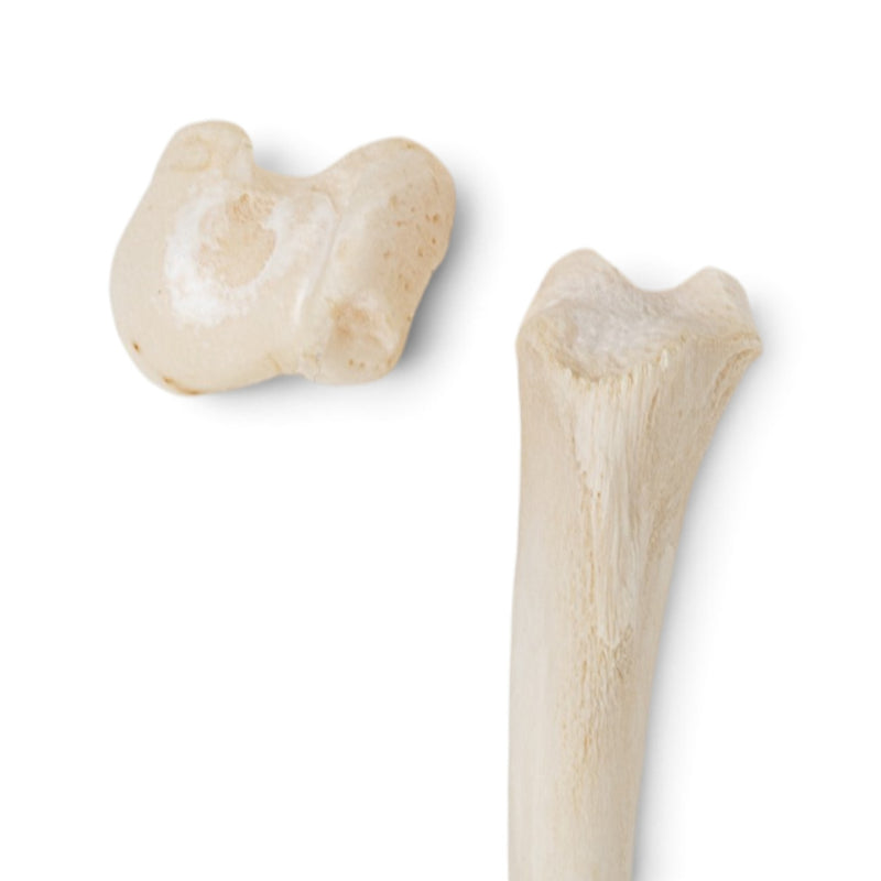 Real Domestic Cat Forelimb - Adolescent - Disarticulated