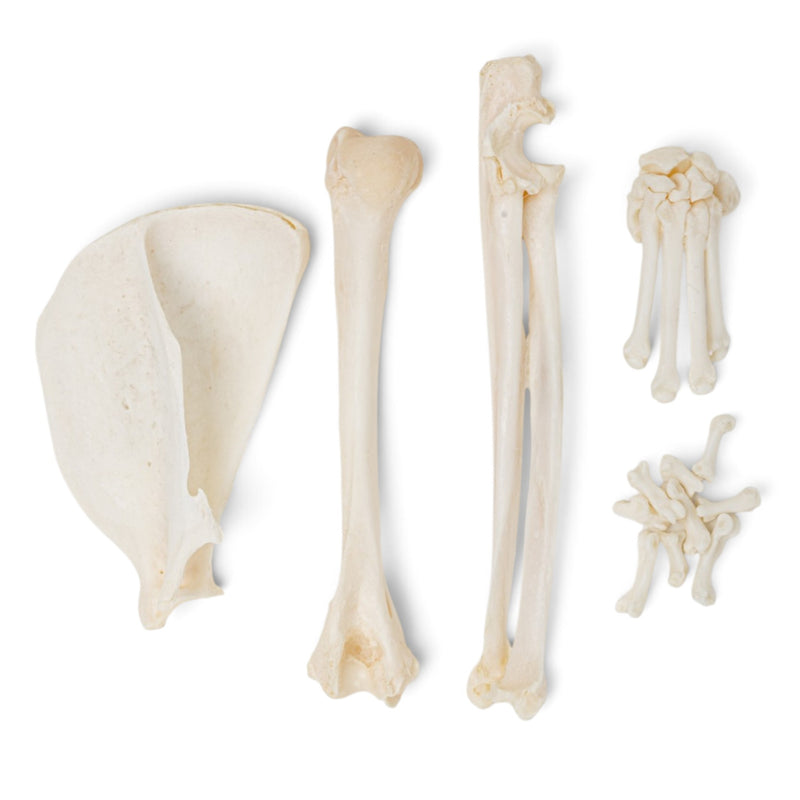 Real Domestic Cat Forelimb - Disarticulated - Pathology