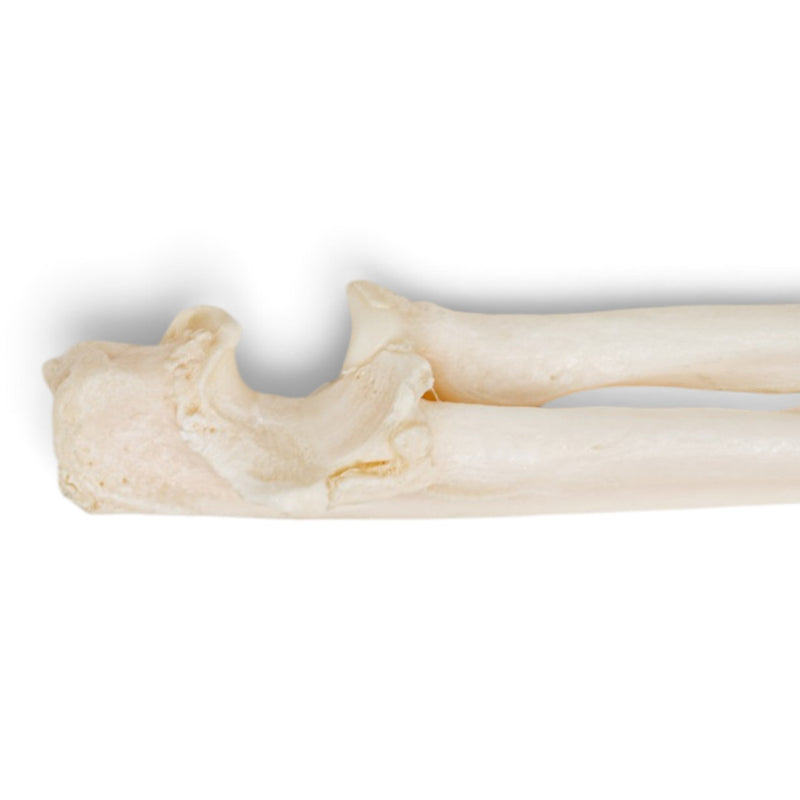 Real Domestic Cat Forelimb - Disarticulated - Pathology